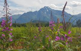 Scenic photo of the mountains framed by purple flowers